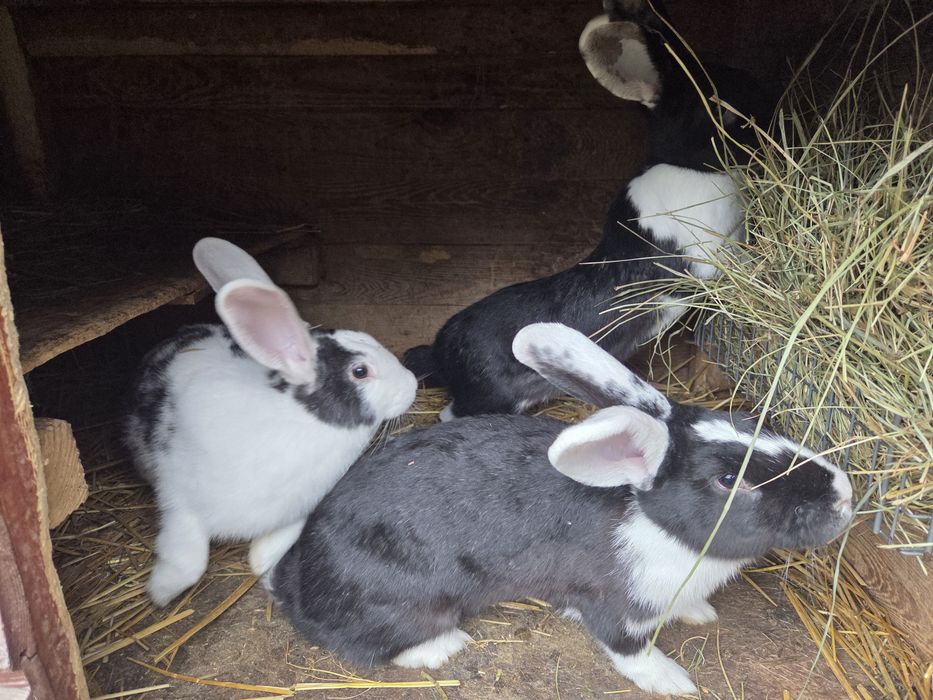 Króliki w różnym wieku i maści