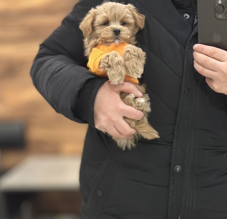 Маленькі чудо мальтіпу ^міні^ Мальтипу,.