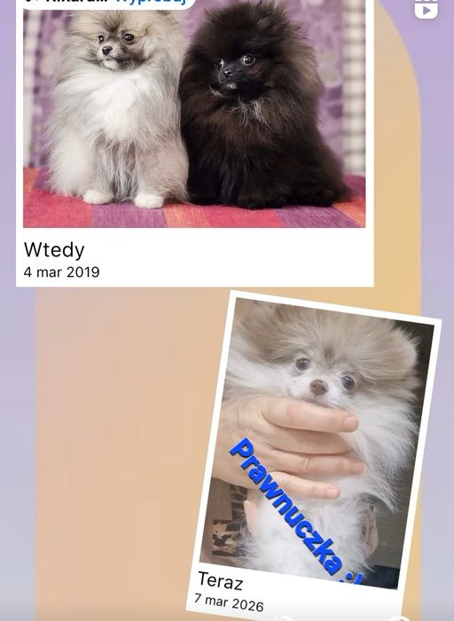 Szpic miniaturowy/Pomeranian sliczne drobne maleńkie