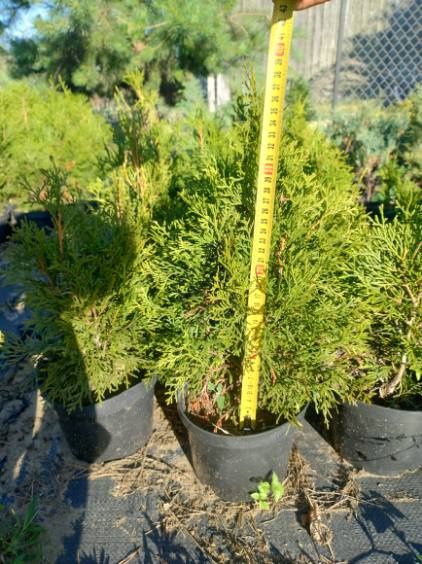 Thuja szmaragd, Świerk biały Conika