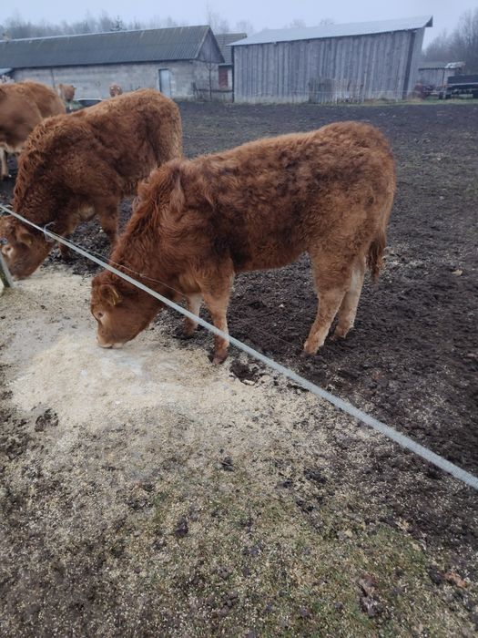 Odsadki 100% limusine