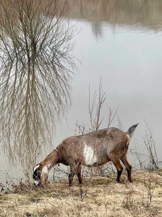 Продаеться стадо кіз.