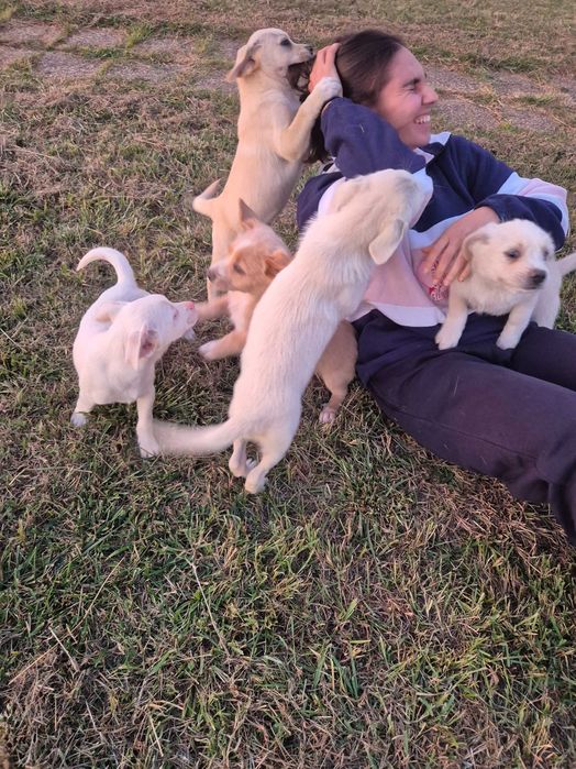 Cãesinhos para adopção