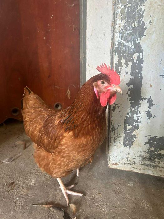 NIOSKI młode od Hodowcy ! Kury zdrowe z jajkiem ! PROMOCJA ! Zapraszam