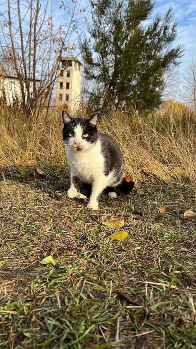 Отдам черно-белую кошку, стерилизована, 3 года