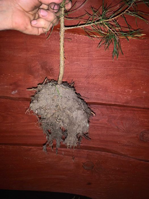 Саджанці Сосна звичайна.