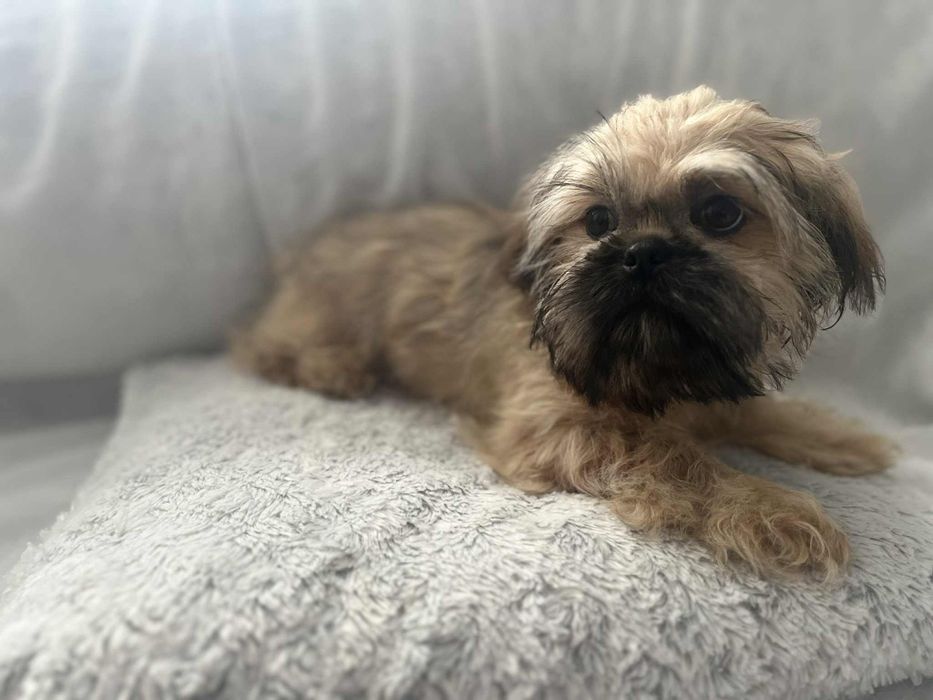 Śliczny piesek Shih Tzu