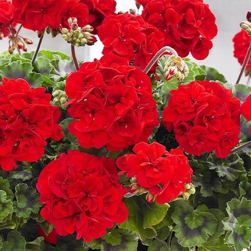 Герань насичено червона напівмахрова пеларгонія