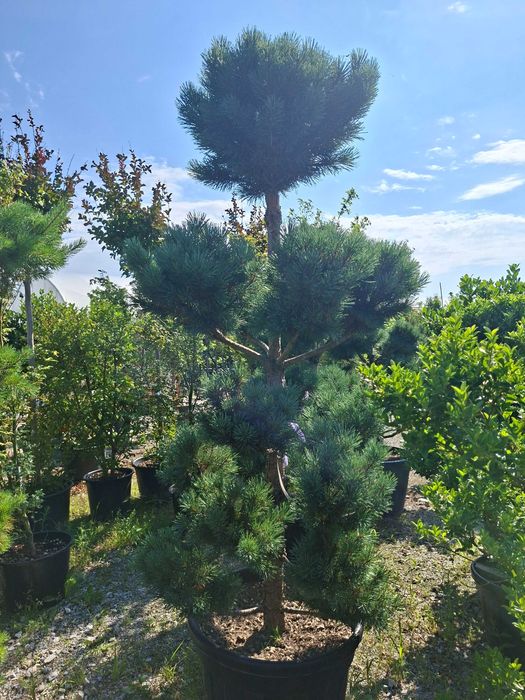 Bonsai m.in. z sosny 'Watereri', DUŻE OKAZY