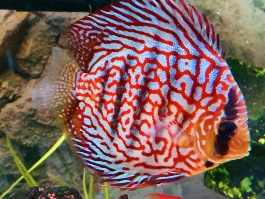 Discu turquesa 12/13 cm