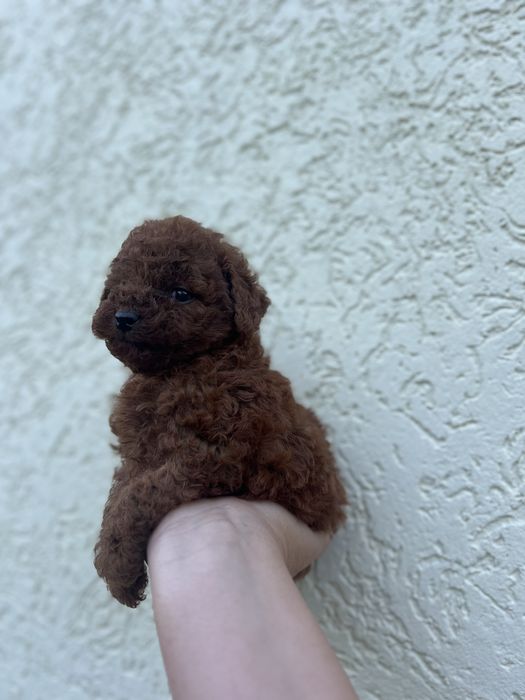 2 хлопчика Тойчики ред брауни