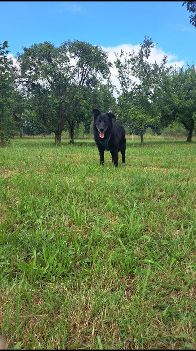 Tofik szuka nowego domu