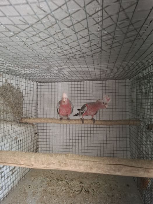 Casal catatuas galah
