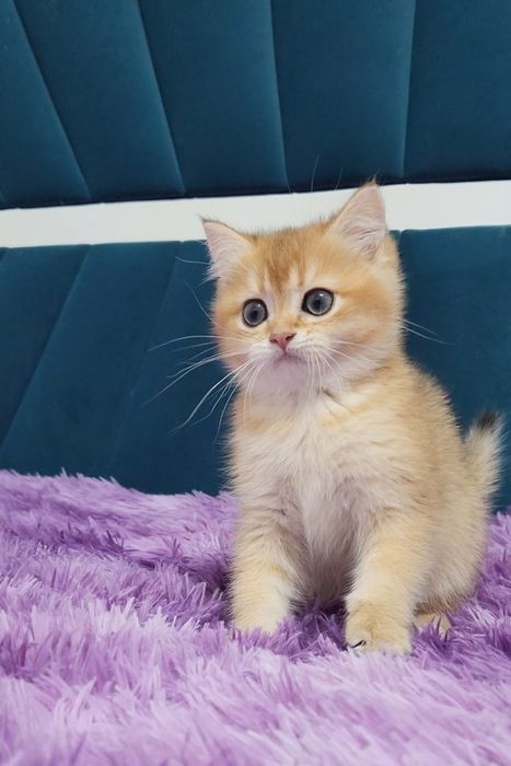 Шотландська дівчинка ny 11