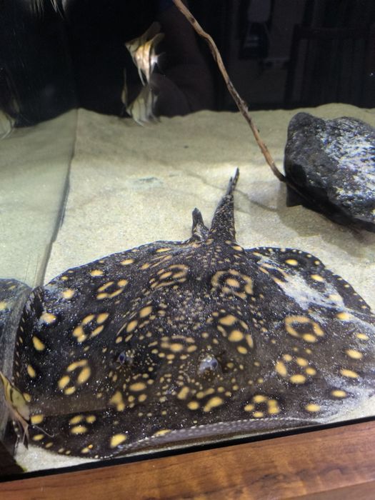 Пресноводный скат-гибрид,самец