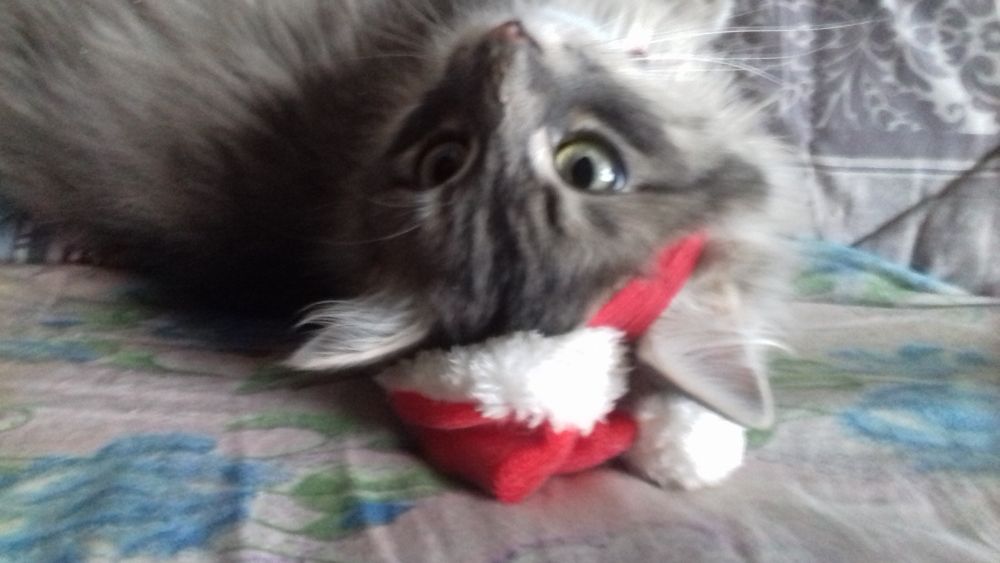 Отдам в добрые руки кота
