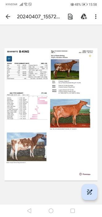 Продам теличку айрширської породи