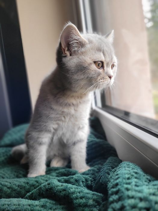 Kotek brytyjski krótkowłosy