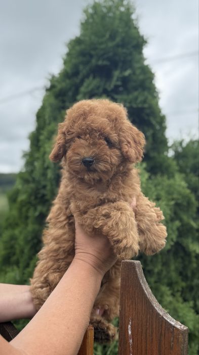 Лабубушка хлопчик тойчик