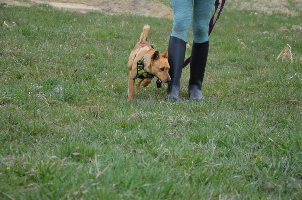 Precelek ze schroniska poleca się do adopcji