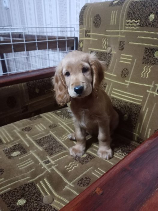 Щенок спаниеля,девочка