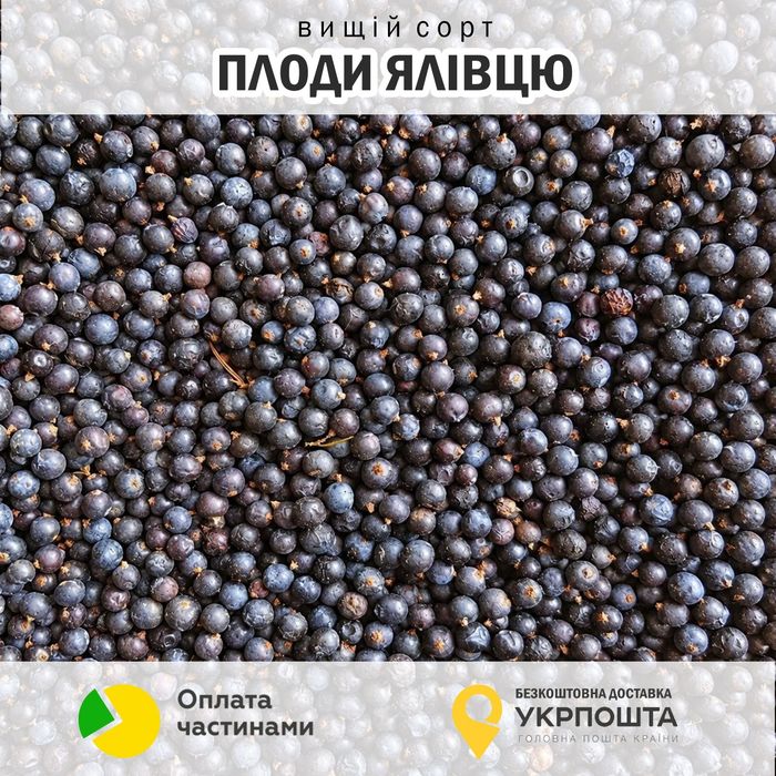 Плоди ялівцю сушені.Карпати.Гурт! Укрпошта безкоштовна.