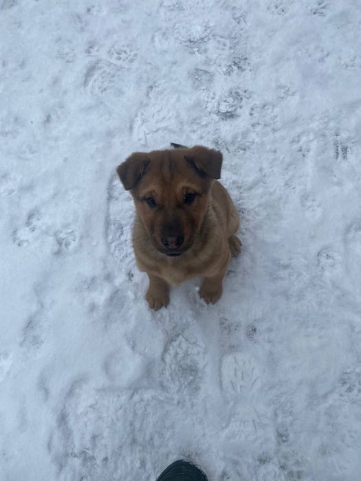 Цуцинятка шар пей і такса