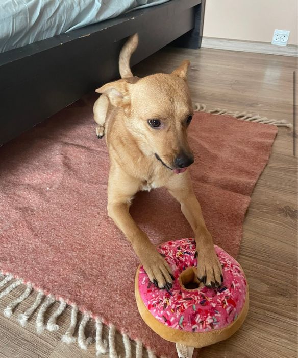 Lili- niewielka suczka szuka domu na zawsze