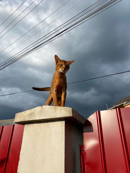 Вязка абиссинского кота