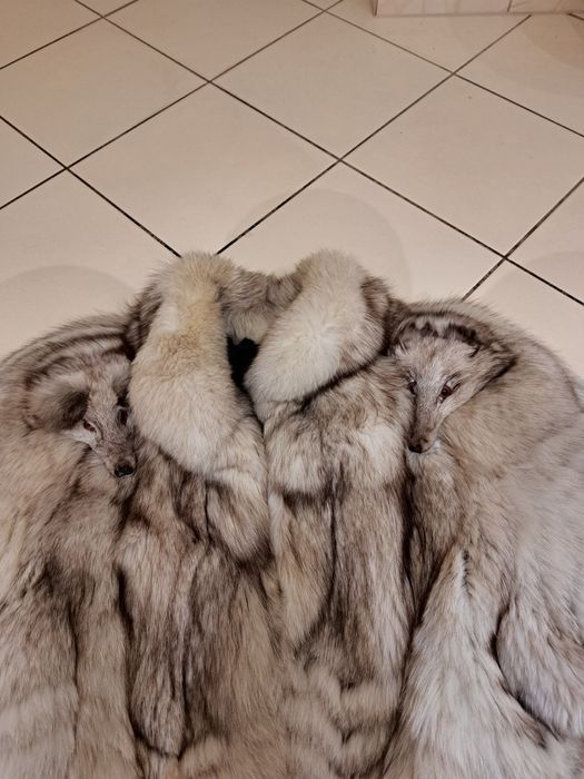 Futro z niebieskich lisów