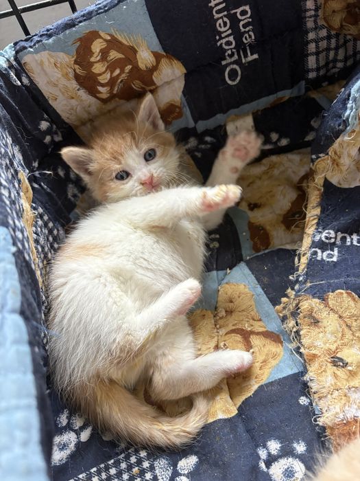 Puchatek prosi o domek - adopcja kocurek