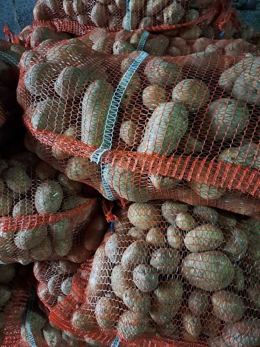 Ziemniaki drobne odpadowe paszowe