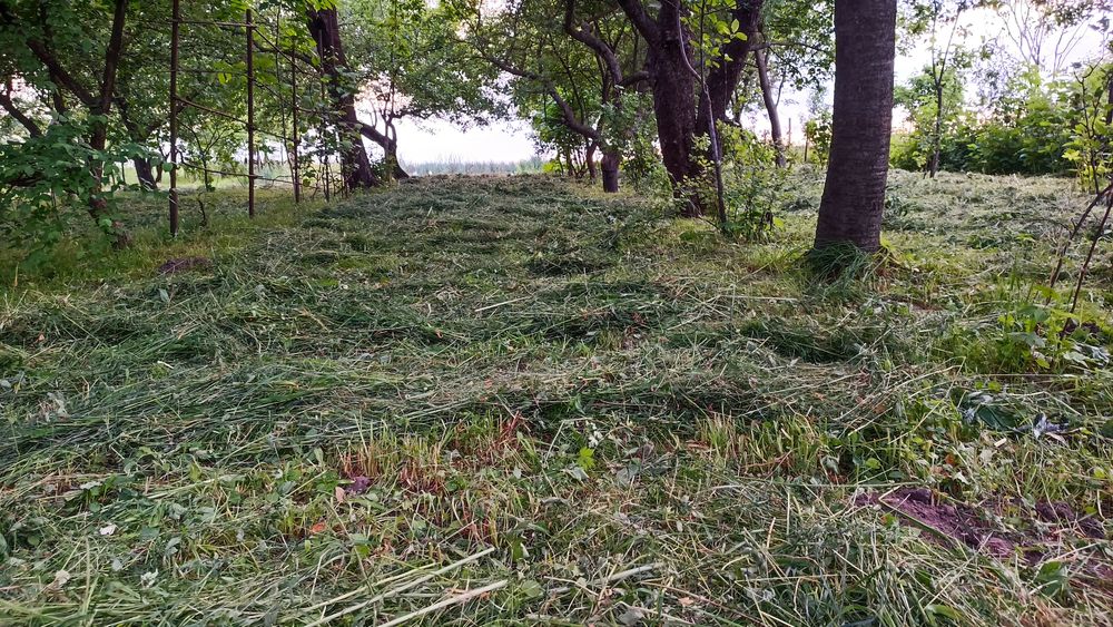 Сіно мммммм пахуче ,не тюковане, домашнє , садове, м'яке, зелене