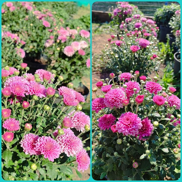 Хризантема мультифлора