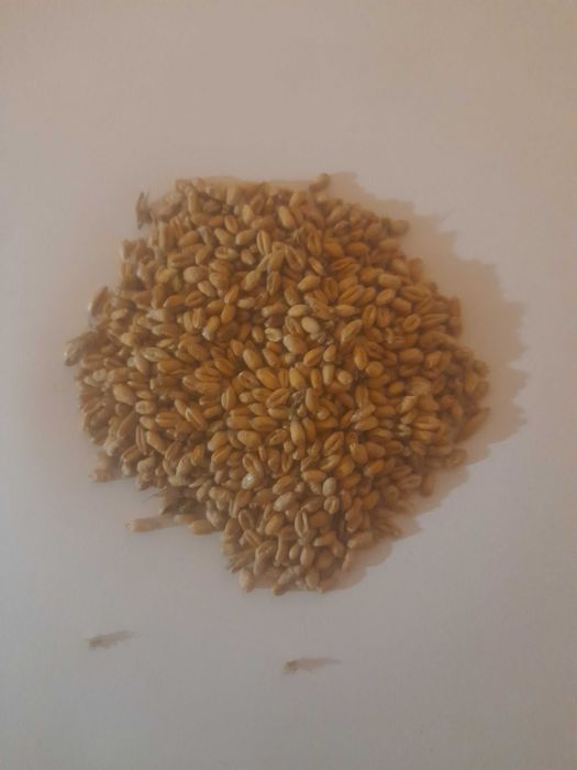 Pszenica, kukurydza, owies,