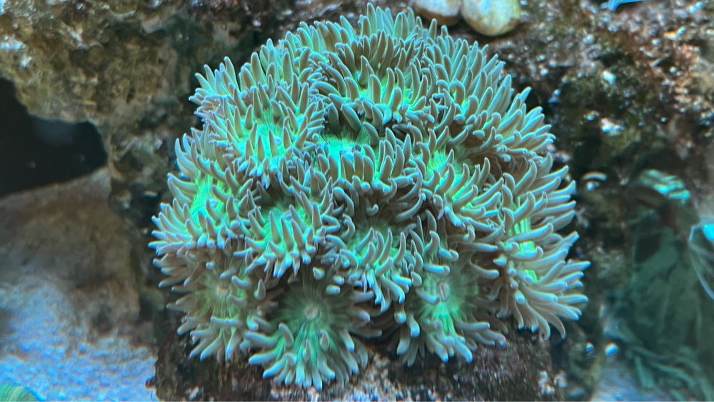 Vendo Green Ducan colonias