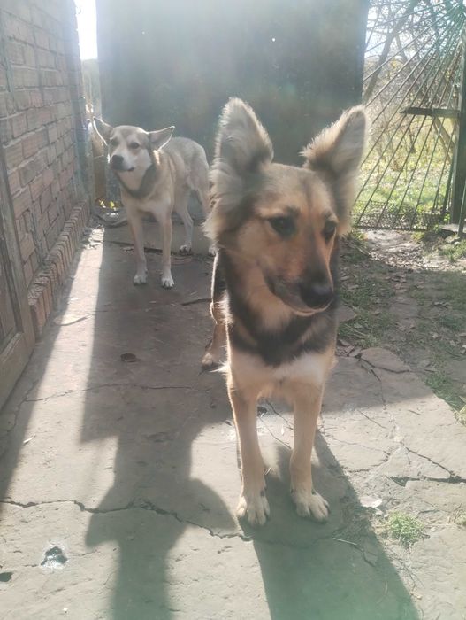 Подарую цуценят метіси Німецької вівчарки