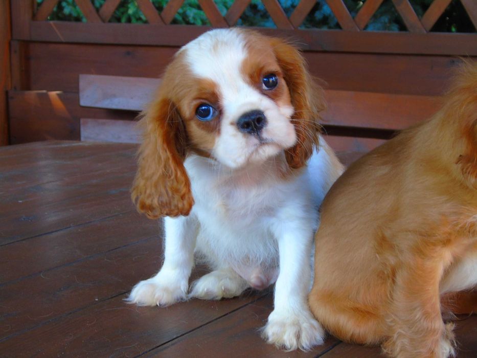 Cavalier King Charles Spaniel chłopiec