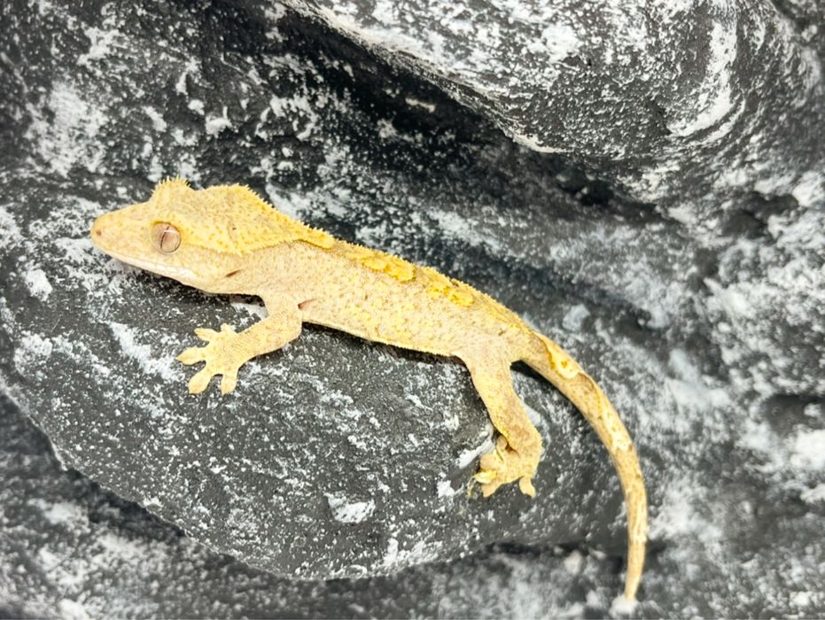 Gekon Orzęsiony Gekony orzęsione  Tczew