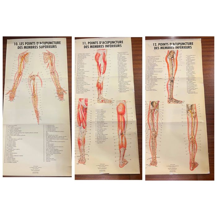 12 Posters / Pranchas de Acupuntura e Anatomia – PHU-XUAN Paris | MTC