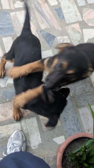 Cães pastores alemães