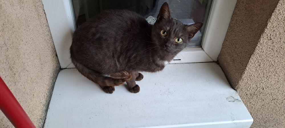 Czekoladowa kotka pręgowana