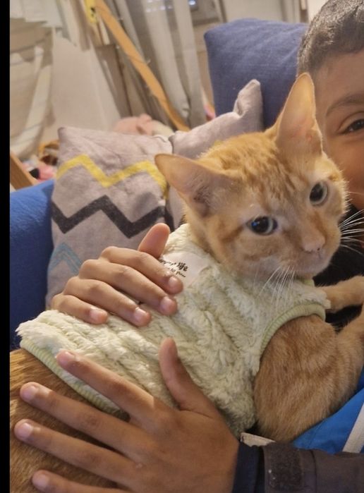 Gatinhos irmãos 2 anos