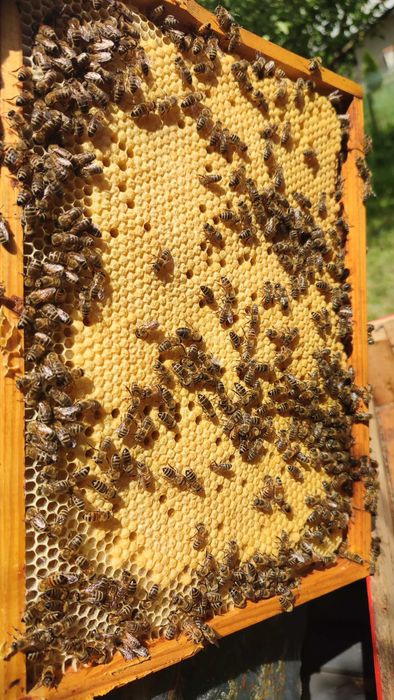 Miód wielokwiatowy, lipowy, leśny oraz rzepakowy z własnych pasiek