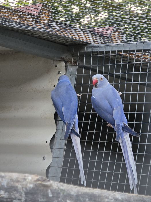 Lote ring necks para cedência
