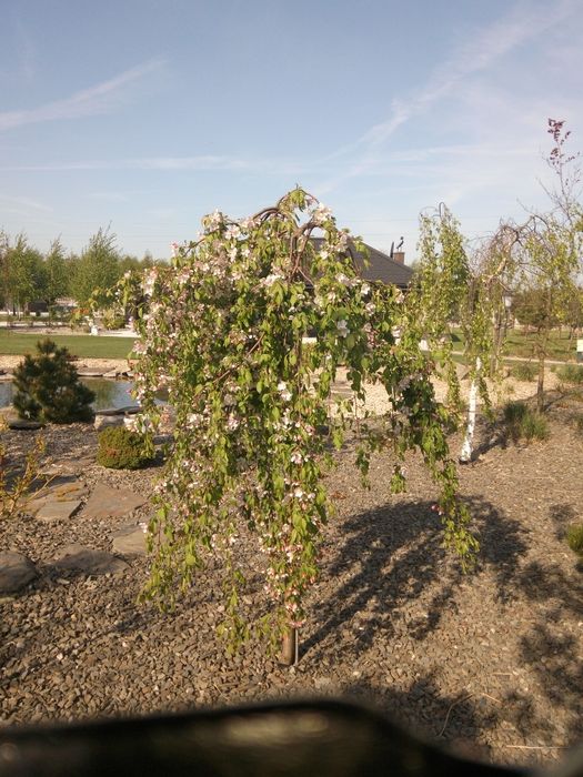 САДОВНИК ;Уход за садом, стрижка, уборка...