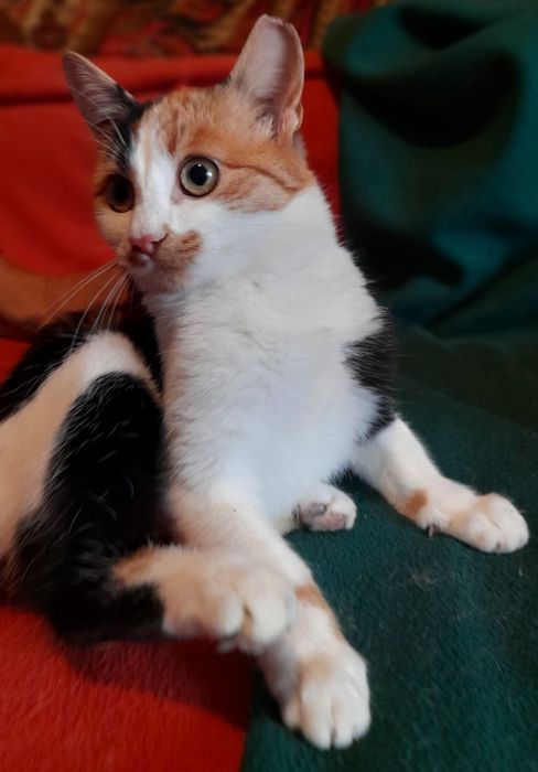 Сестрички кошенята чекають на господарів