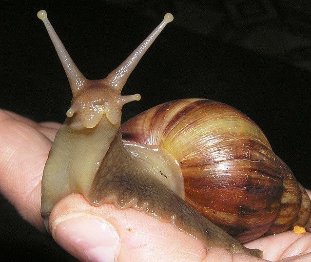 Равлики, улитки, ахатіни, achatina