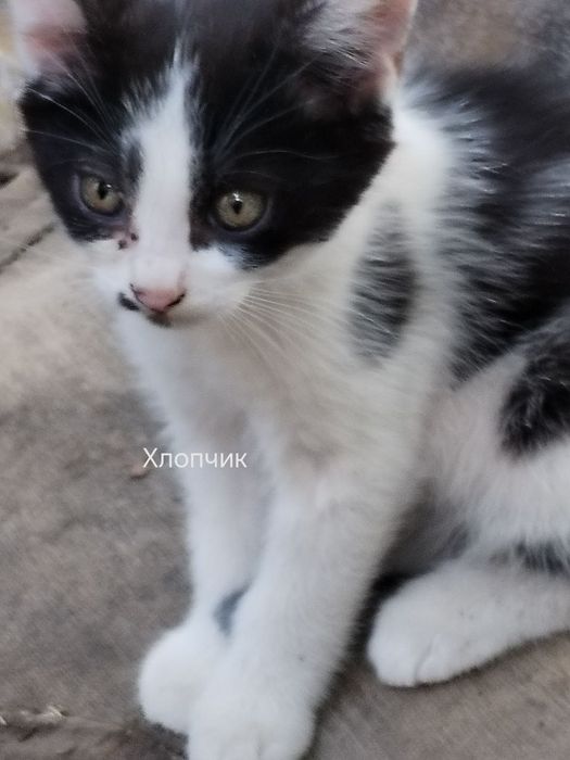 Дуже потрібна родина кошеняткам які виживають на дачних участках