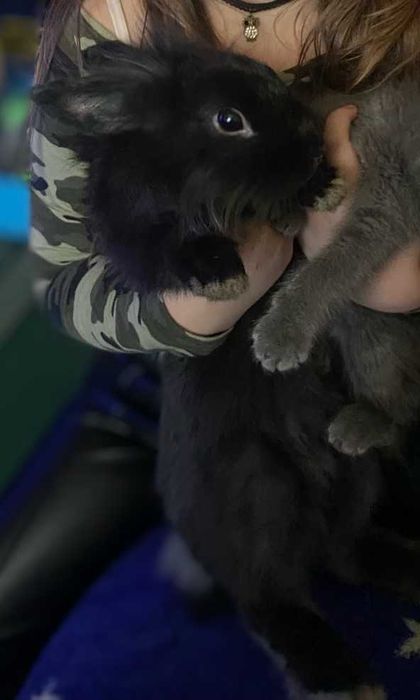 Продам декоративного кролика з кліткою